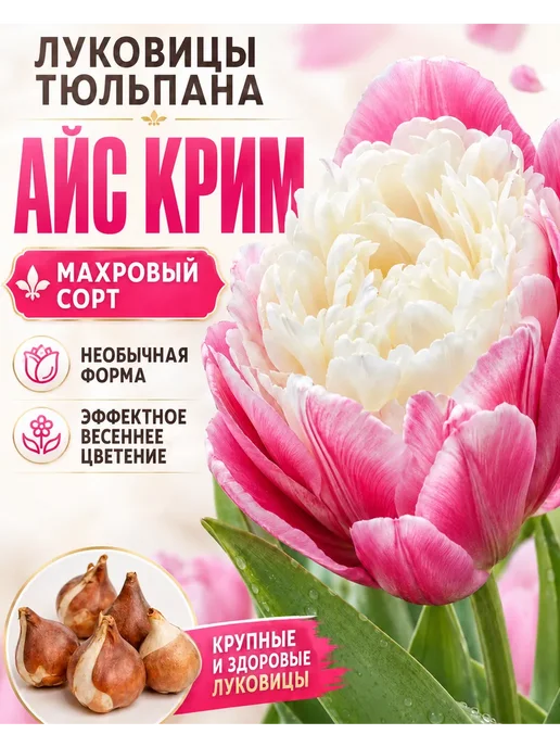 Луковицы тюльпана Айс Крим 5 шт, 5 шт
